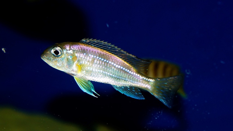 Limnochromis auritus 'Karago'
